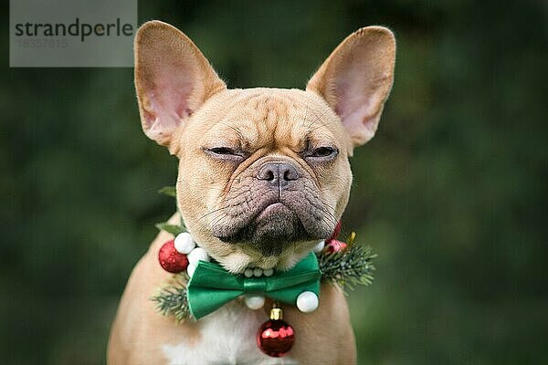 Angry red fawn French Bulldog Hund trägt saisonale Weihnachten Kragen mit grüner Fliege auf verschwommenen grünen Hintergrund