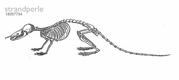 Skelett der Wasserspitzmaus (Neomys fodiens)  Skeleton of the water shrew  mouse  Historisch  digital restaurierte Reproduktion einer Originalvorlage aus dem 19. Jahrhundert  genaues Originaldatum nicht bekannt