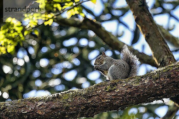 Eichhörnchen (Sciurus vulgaris) sitzt versteckt auf Ast im Baum  frisst  Blick von unten  Botanischer Garten  Dublin  Irland  Europa