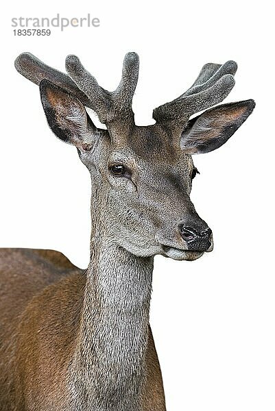 Nahaufnahme eines Rothirsch (Cervus elaphus) mit samtenem Geweih im Frühling vor weißem Hintergrund