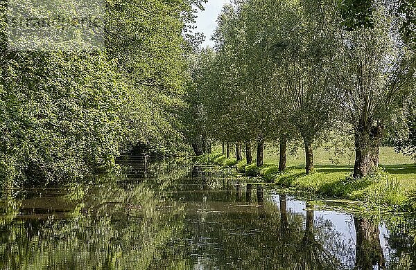 Kopfweiden spiegeln sich im Wasser der Alstätter Aa  Ahaus-Alstätte  Münsterland  Nordrhein-Westfalen  Deutschland  Europa