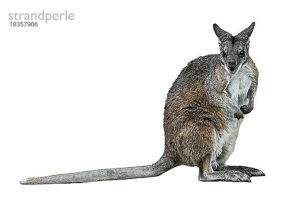 Parmakänguru (Macropus parma)  heimisch im nördlichen New South Wales  Australien  vor weißem Hintergrund  Ozeanien