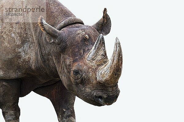 Spitzmaulnashorn (Diceros bicornis)  Nahaufnahme von Kopf und Horn vor weißem Hintergrund