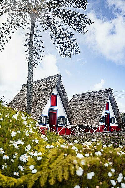 Traditionelles strohgedecktes Haus in Santana  Casa de Colmo  Insel Madeira  Portugal  Europa