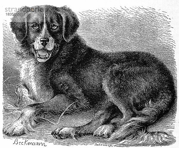 Neufundländer Hund extrarius terrae novae  Hunderasse (Canis familiaris) die aus Kanada stammt  Newfoundland dog  dog breed originating from Canada  Historisch  digital restaurierte Reproduktion einer Originalvorlage aus dem 19. Jahrhundert  genaues Originaldatum nicht bekannt