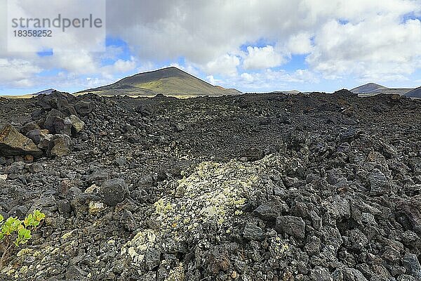 Vulkanlandschaft mit Flechten im Lavagestein nahe dem Nationalpark Timanfaya  Lanzarote  Kanaren  Spanien  Europa