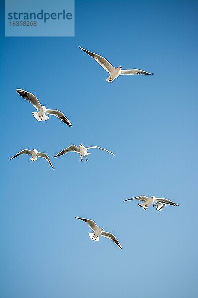 Möwen fliegen am Himmel als Hintergrund