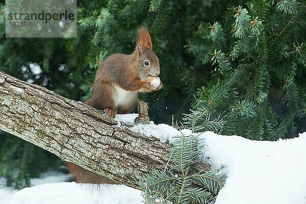 Eichhörnchen Nuss in Hände haltend auf Baumstamm mit Schnee stehend rechts sehend