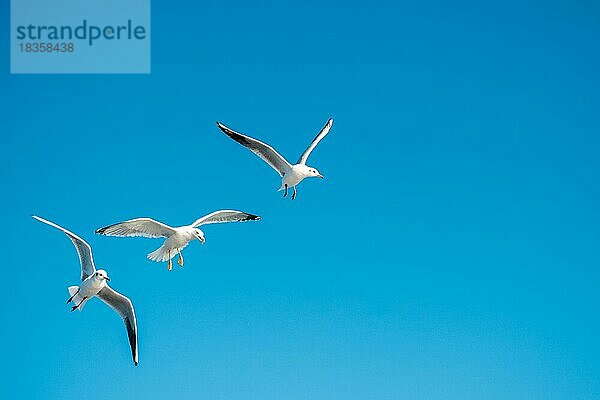 Möwen fliegen in den Himmel Hintergrund