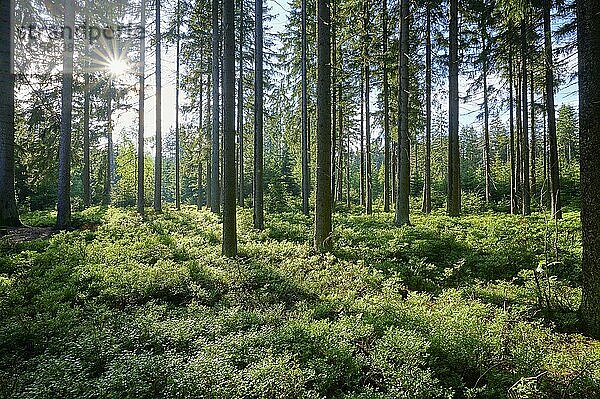 Wald  Heidelbeerstrauch  Sonne  Frühling  Fichtelsee  Fichtelberg  Fichtelgebirge  Bayern  Deutschland  Europa