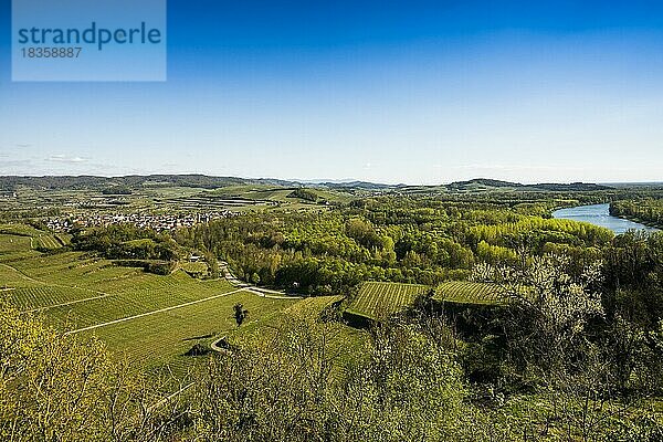 Ausblick auf Dorf und Weinberge und Rhein  Sasbach  Kaiserstuhl  Oberrhein  Schwarzwald  Baden-Württemberg  Deutschland  Europa