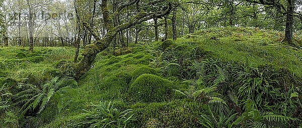 Eichenwald  Ariundle Oakwood National Nature Reserve  Strontian  Schottland  Großbritannien  Europa