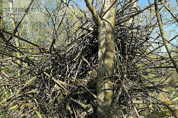 Elster (Pica pica) Nest mit deutlich sichtbarem Eingang und Dach in einer Salweide (Salix caprea) Allgäu  Bayern  Deutschland  Europa