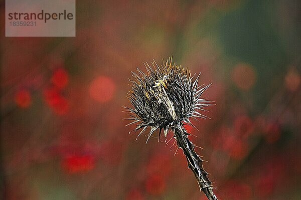 Trockene Distel im Herbst  rote Bokehlichter  Symbolbild Vergänglichkeit  Berggarten  Herrenhäuser Gärten  Hannover  Niedersachsen  Deutschland  Europa