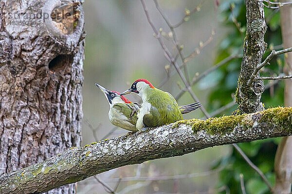 Grünspecht (Picus viridis) Paarung  Deutschland  Europa