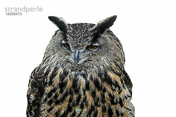 Uhu  Europäischer Uhu (Bubo bubo) Nahaufnahme Porträt vor weißem Hintergrund