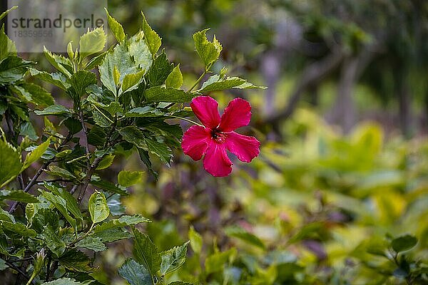 Rote Hibiskus Blüte  Botanischer Garten Funchal  Jardim Botanico  Madeira  Portugal  Europa