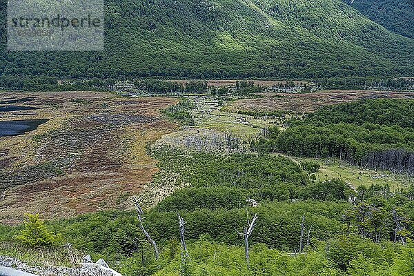 Moor- und Wald- und Gebirgslandschaft Ushuaia Argentinien