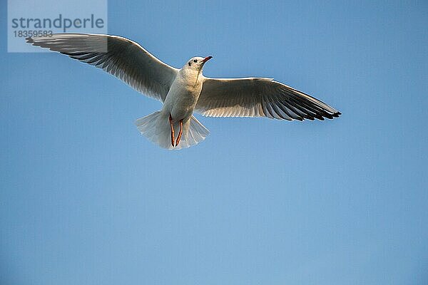 Einzelne Möwe fliegt in einem Himmel als Hintergrund