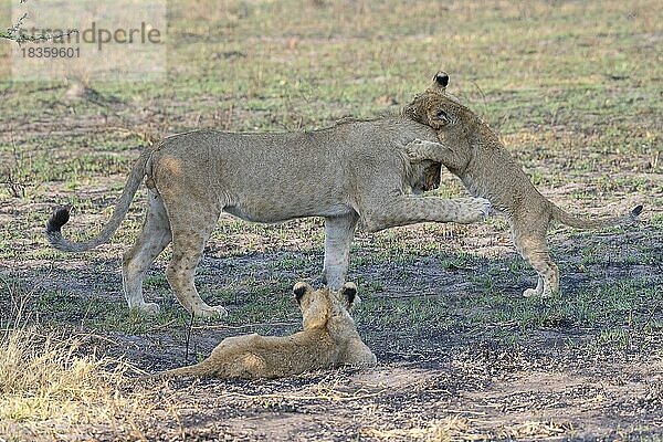 Löwe (Panthera leo)  männlich  Welpe  Jungtier  juvenil  verspielt  Savuti  Chobe National Park  Botswana  Afrika