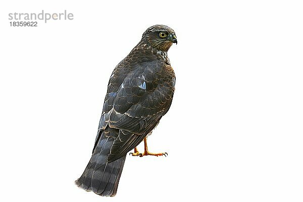 Sperber (Accipiter nisus)  Nordsperber vor weißem Hintergrund