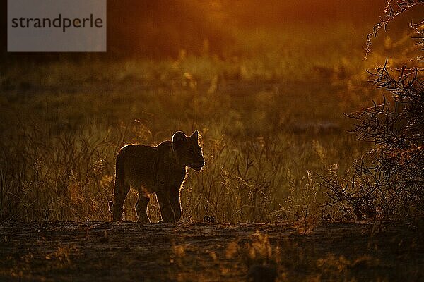 Silhouette eines Löwenbabys (Loxodonta africana) im Gegenlicht des roten Sonnenaufgangslichts. Das Löwenbaby durchquert die Savanne. Chobe-Nationalpark  Botsuana