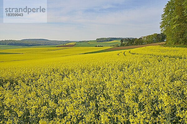 Landschaft  Rapsfeld  Blüte  Frühling  Höhefeld  Wertheim  Baden-Württemberg  Deutschland  Europa