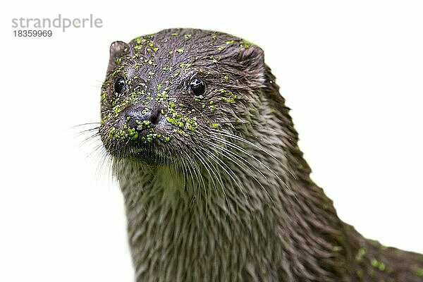 Nahaufnahme des Flussotters (Lutra lutra) in einem mit Wasserlinsen bewachsenen Teich vor weißem Hintergrund