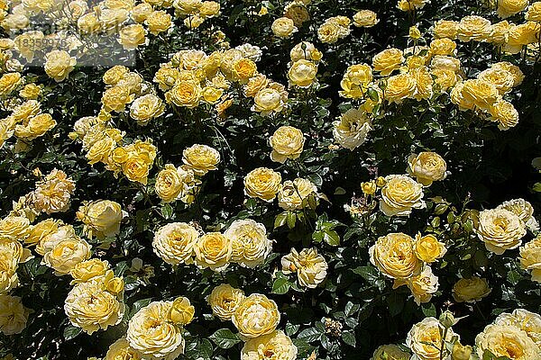Rosengarten voller schöner frischer Rosen