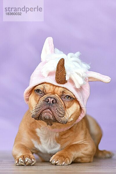 Französische Bulldogge Hund mit einem lustigen gestrickten rosa Einhorn Hut Kostüm vor rosa Hintergrund tragen