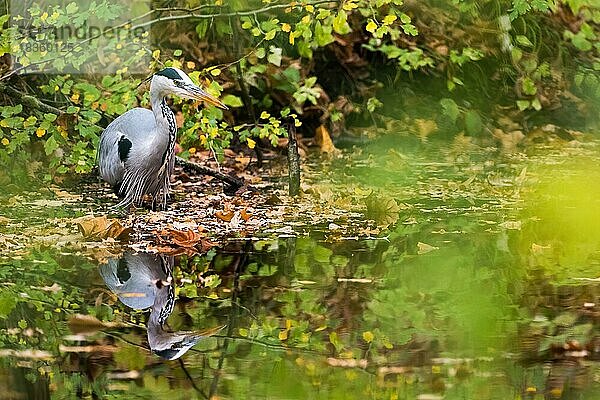 Auf Beute lauernder Graureiher (Ardea cinerea)  Wasserspiegelung  Hessen  Deutschland  Europa