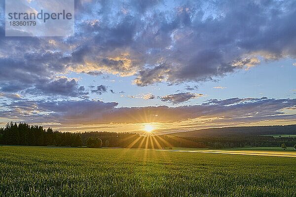 Getreidefeld  Himmel  Sonnenuntergang  Frühling  Weißenstadt  Oberfranken  Fichtelgebirge  Bayern  Deutschland  Europa