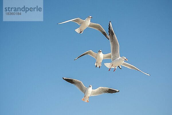 Möwe fliegt in einem blauen Himmel als Hintergrund