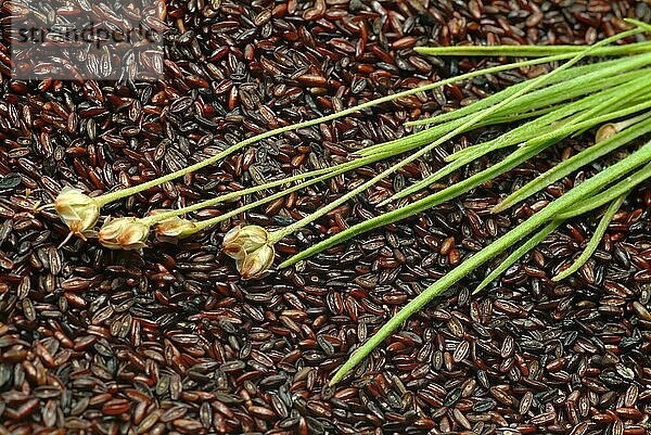 Pflanzenart aus der Gattung der Wegeriche  Plantago  die Samen der Pflanzen werden unter dem Namen Indische Flohsamen (Plantago ovata) oder Flohsamenschalen als Lebensmittel und zu Heilzwecken vertrieben  auch zur Behandlung von Verstopfungen