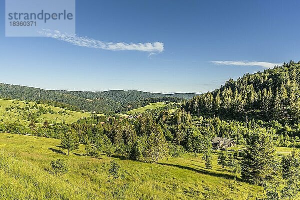 Bewaldete Hügellandschaft im Schwarzwald bei Todtmoos  Baden-Württemberg  Deutschland  Europa