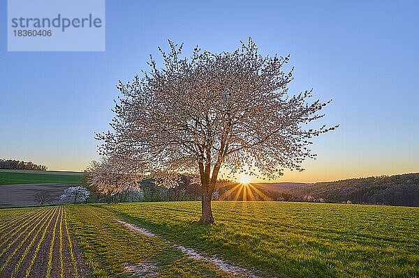 Landschaft  Kirschbaum  Blüten  Weg  Sonnenuntergang  Frühling  Reichartshausen  Amorbach  Odenwald  Bayern  Deutschland  Europa
