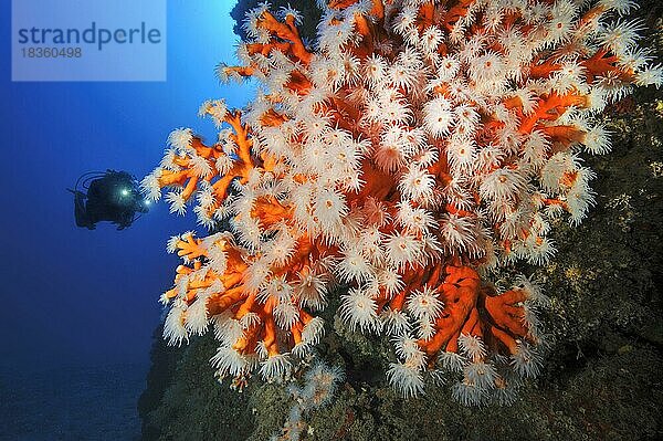 Ausgestreckte Polypen mit weiße Fangarme von roter Baumkoralle (Dendrophyllia ramea)  im Hintergrund Taucher mit Unterwasserlampe vor blaues Wasser  Ostatlantik  Fuerteventura  Kannarische Inseln  Spanien  Europa