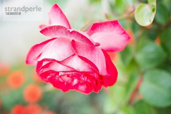 Schöne frische Rosen in Nahaufnahme