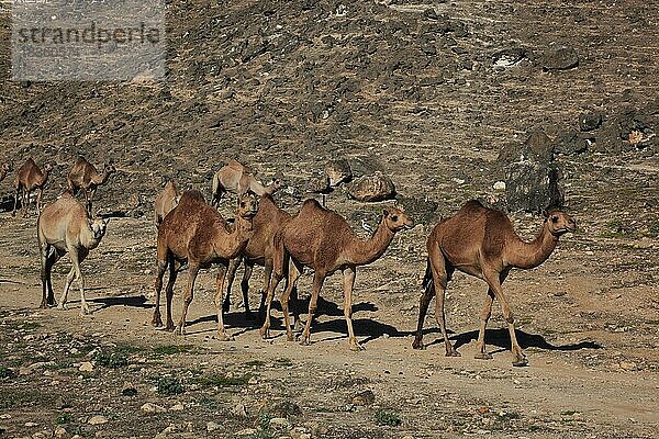 Kamelherde im Dhofargebiet  Jabal al Qamar  Südlicher Oman