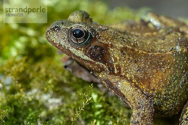 Common frog (Rana temporaria) portrait in early spring. Vogesen  Elsass  Frankreich  Europa