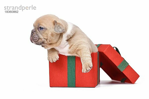 Französische Bulldogge Hundewelpe sitzt in roten Weihnachtsgeschenk-Box auf weißem Hintergrund