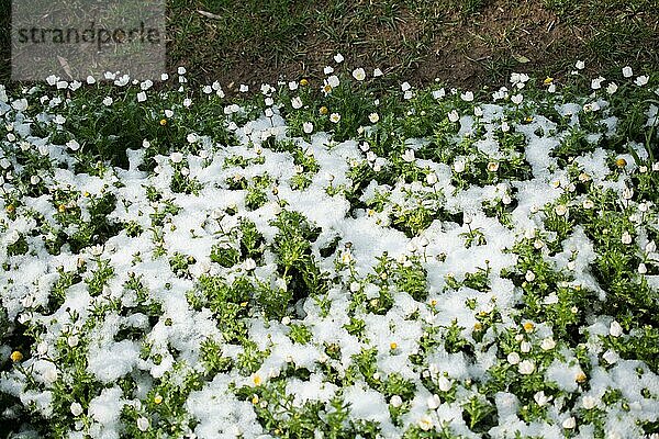 Frühe Frühlingsblumen unter Schnee in einem Garten