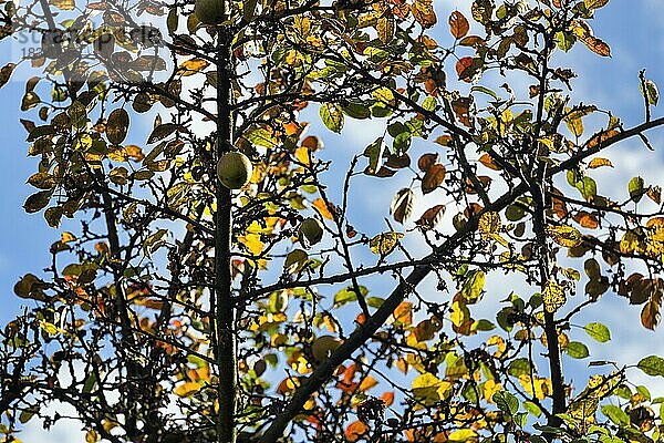 Apfelbaum mit Herbstlaub  Gegenlicht  sonniges Herbstwetter  Teutoburger Wald  Nordrhein-Westfalen  Deutschland  Europa
