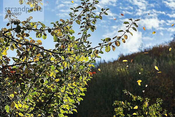 Apfelbaum  Blätter fallen  leichter Wind  sonniges Herbstwetter  Teutoburger Wald  Nordrhein-Westfalen  Deutschland  Europa