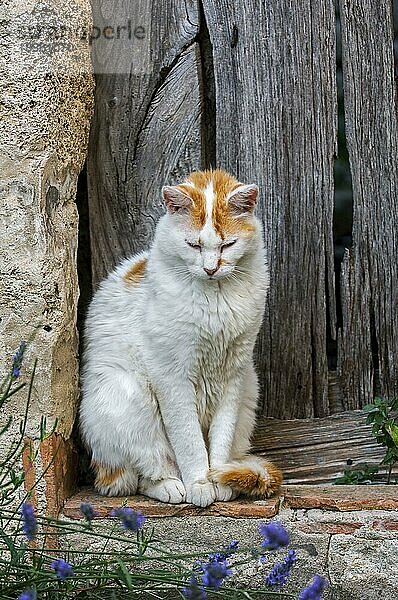 Hauskatze (Felis catus) beim Ausruhen im Freien vor einer alten Holztür eines Hauses in einem französischen Dorf in der Provence  Frankreich  Europa