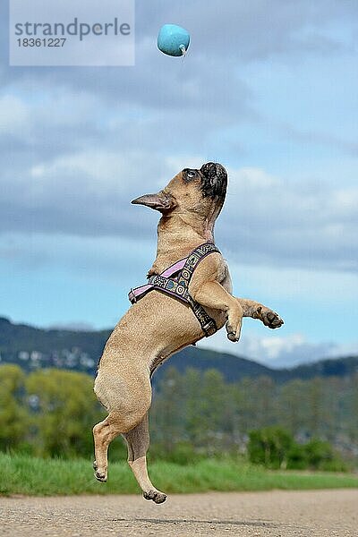 Athletische gesunde fawn französische Bulldogge Hund springt hoch  um einen Ball Spielzeug während des Spielens fetch vor blauem Himmel zu fangen