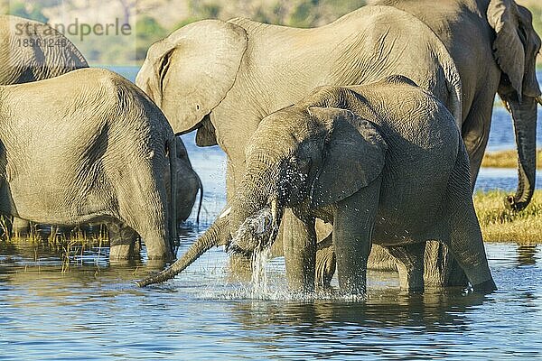 Junger Afrikanischer Elefant (Loxodonta africana)  der im Chobe-Fluss fröhlich im Wasser plantscht. Chobe-Nationalpark  Botsuana