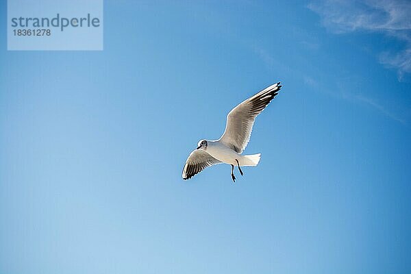 Möwe fliegt am Himmel über dem Meer