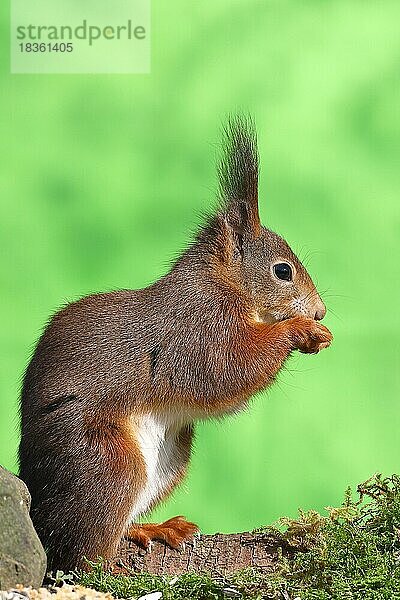 Europäisches Eichhörnchen (Sciurus vulgaris)  sitzt auf Moos und frisst Sonnenblumenkerne  Wilden  Nordrhein-Westfalen  Deutschland  Europa