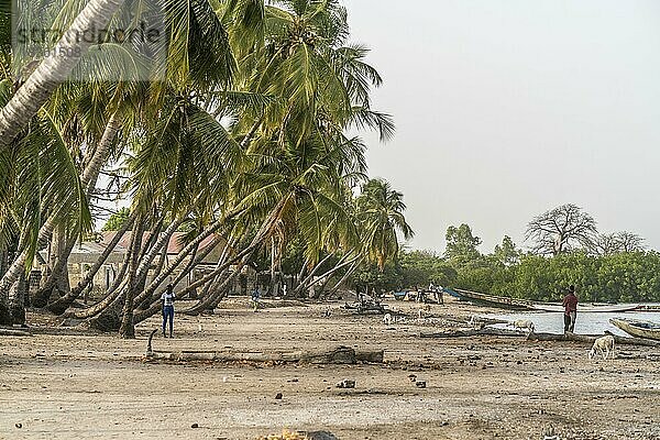 Palmen am Flussufer beim Dorf Kajata  Insel Jinack Island  Gambia  Westafrika  Afrika